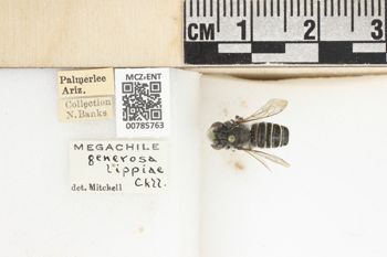 Media type: image;   Entomology 785763 Aspect: labels